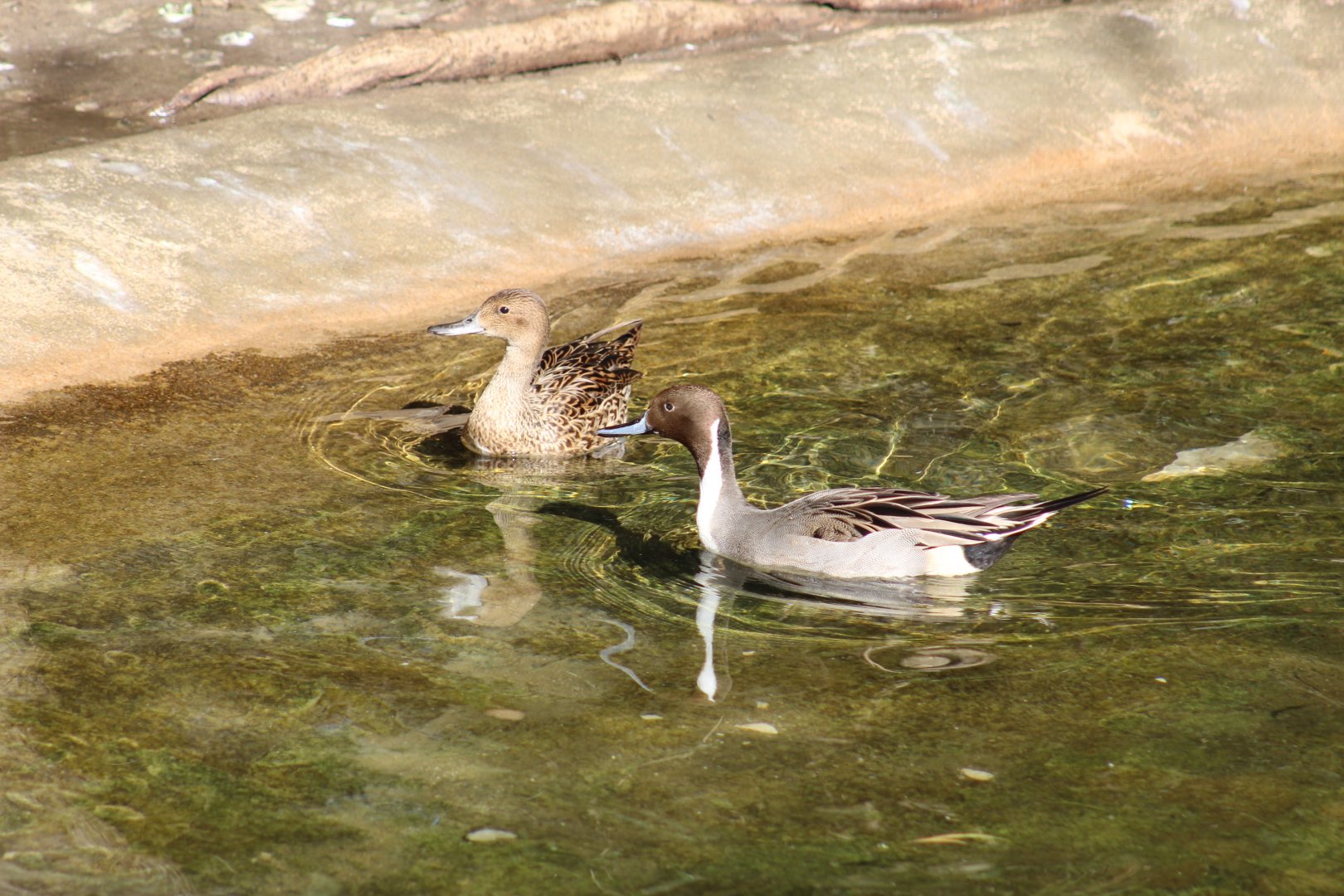 Northern Pintail