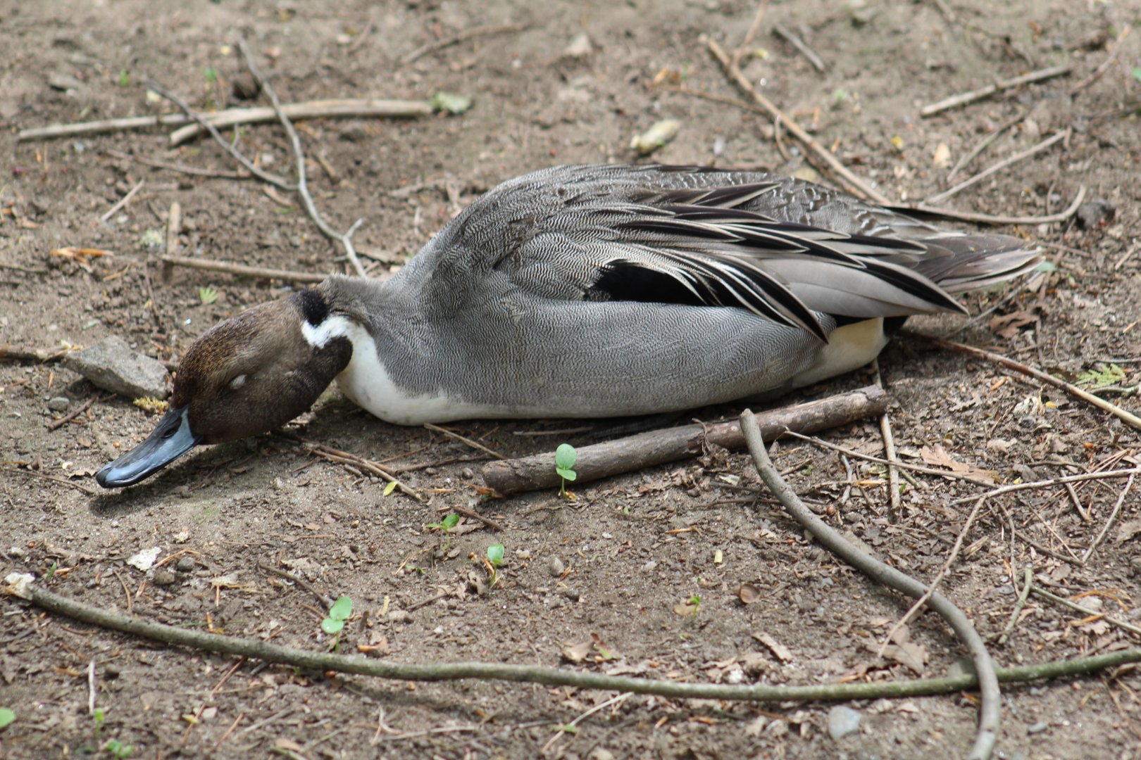 Northern Pintail