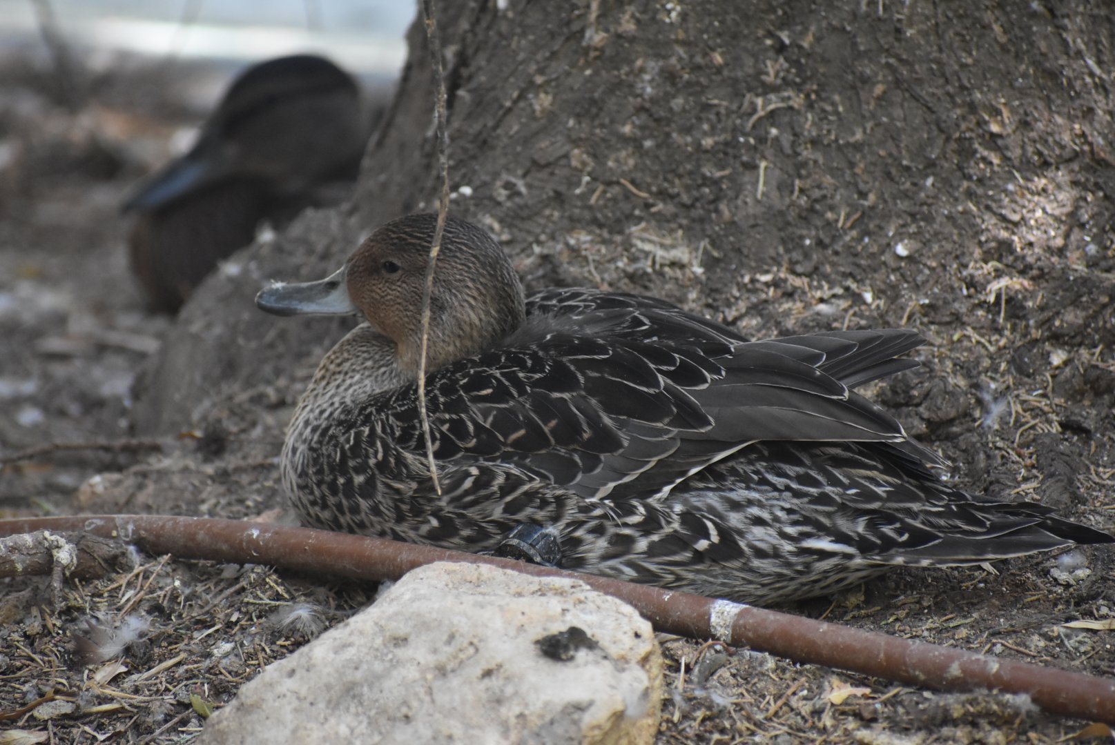 Northern pintail