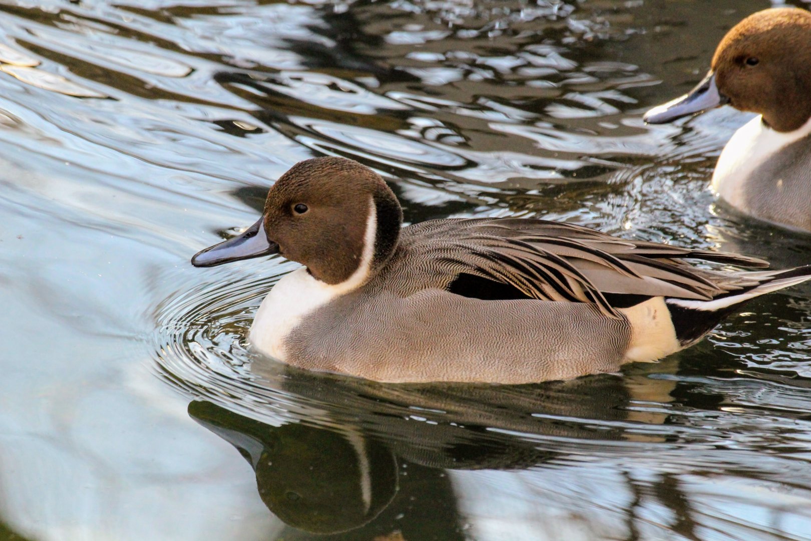 Northern Pintail