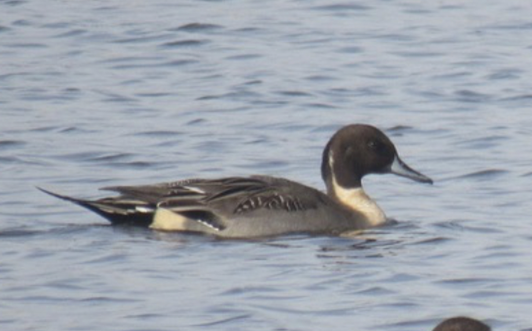Northern pintail
