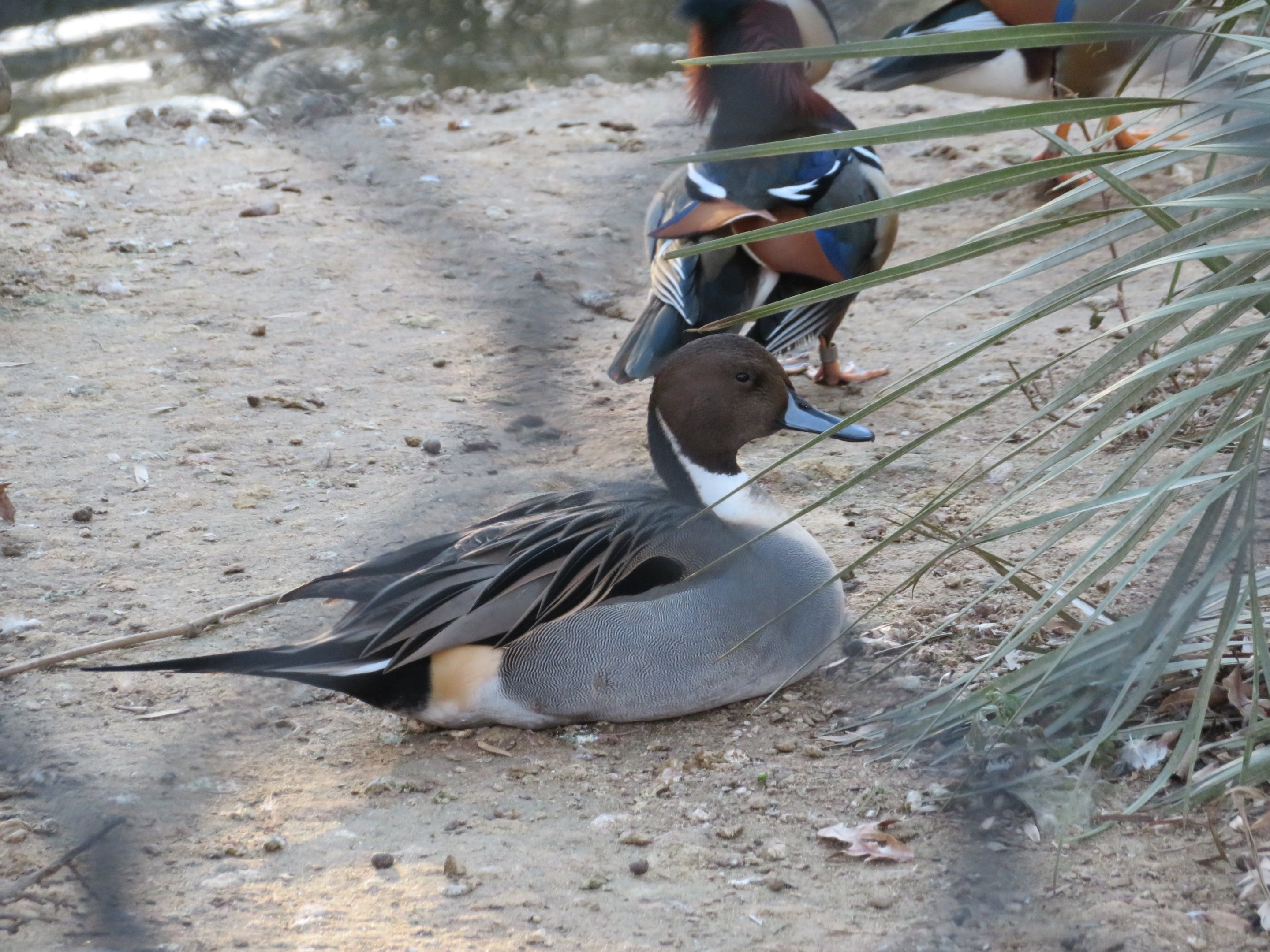 Northern Pintail.