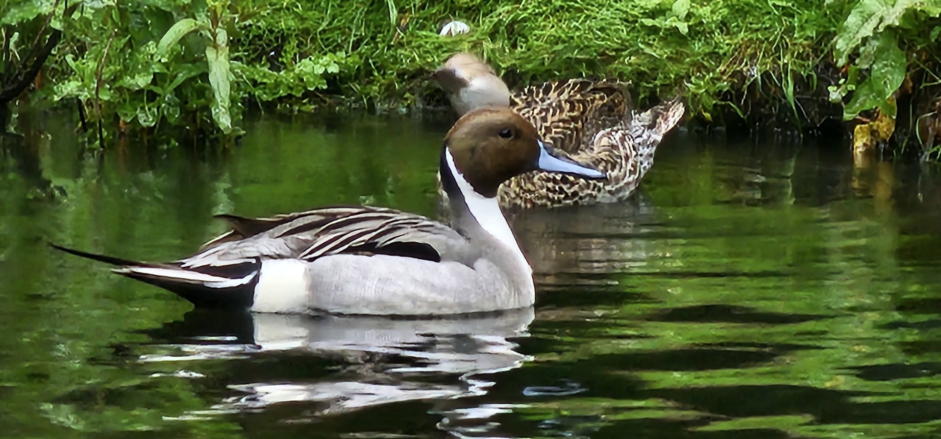 Northern pintail