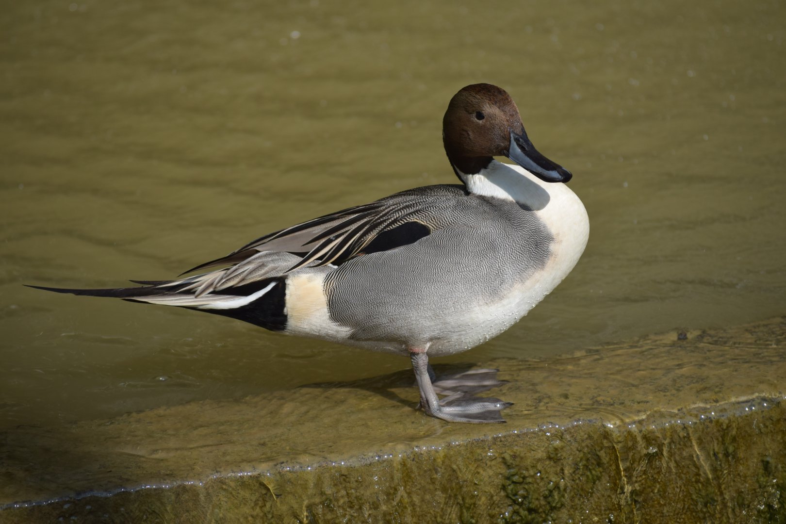 Northern pintail