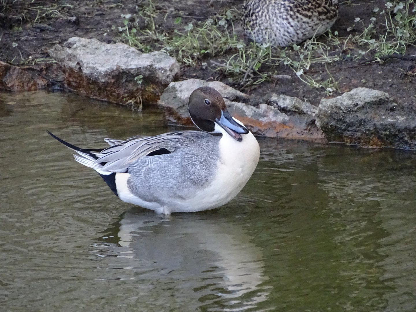 Northern pintail