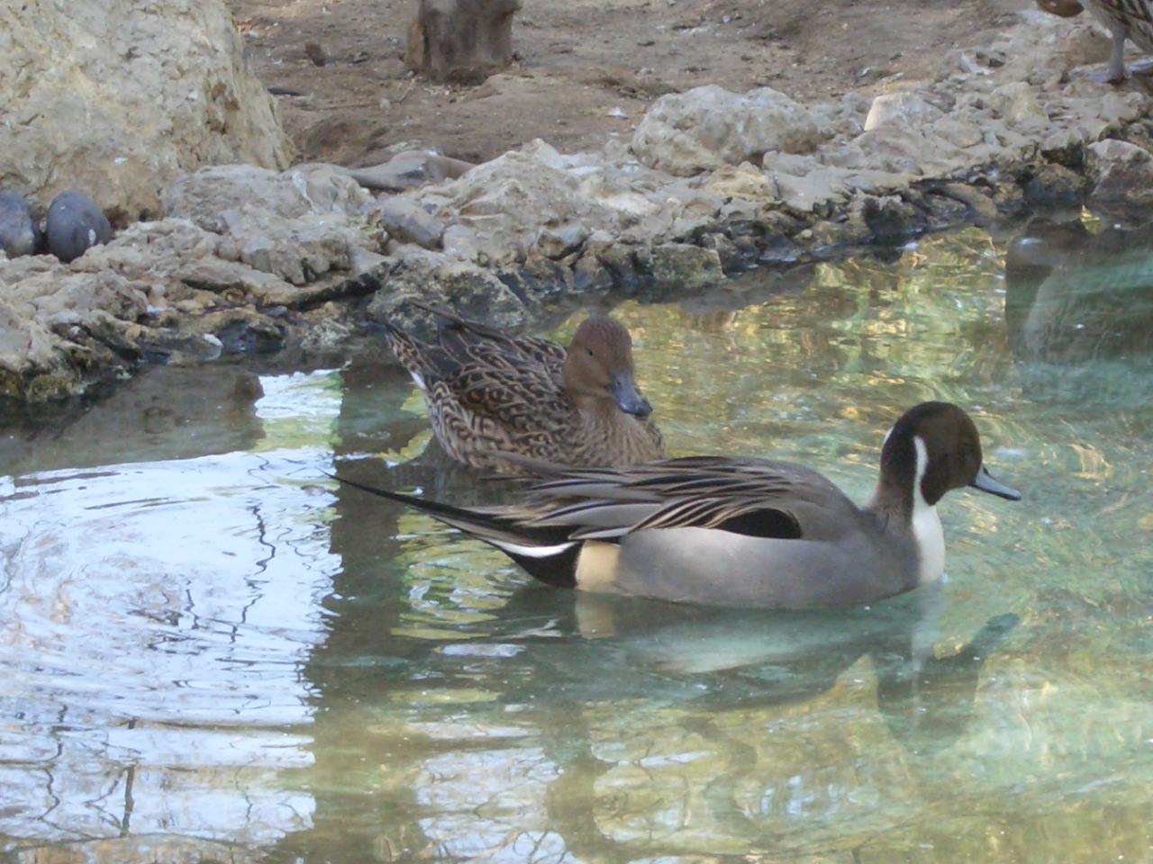 northern pintail