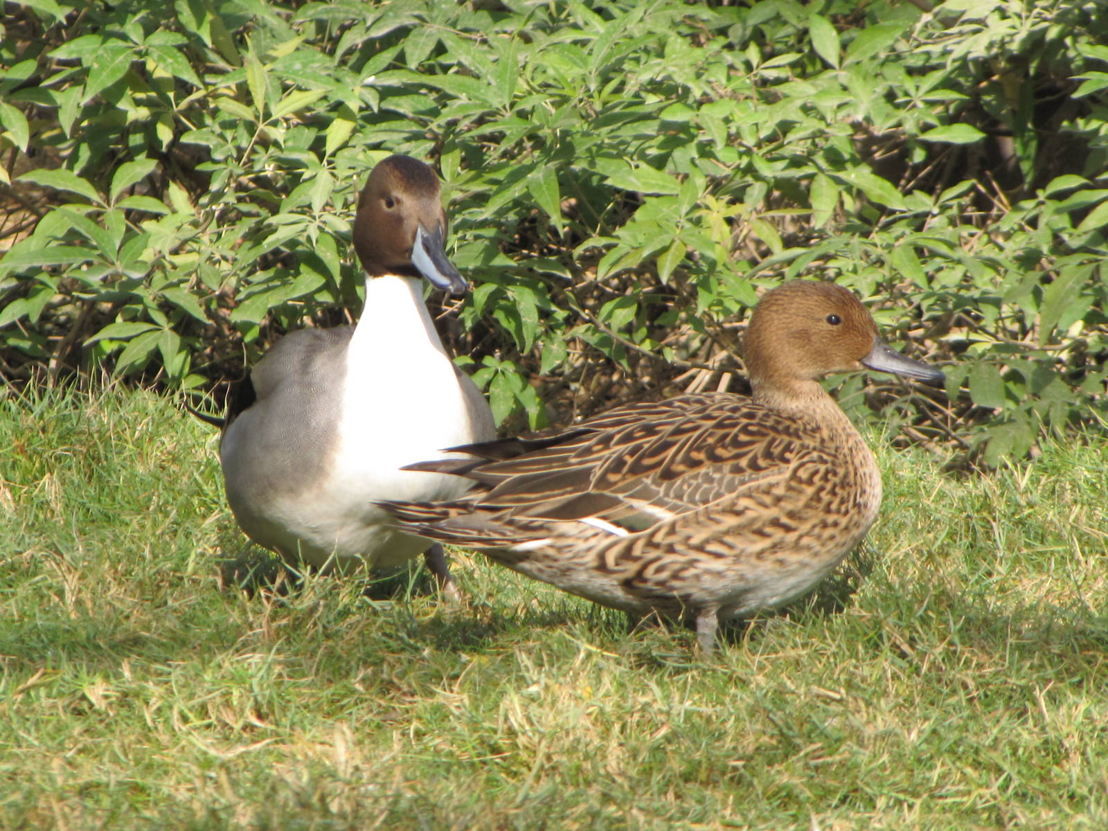 northern pintail