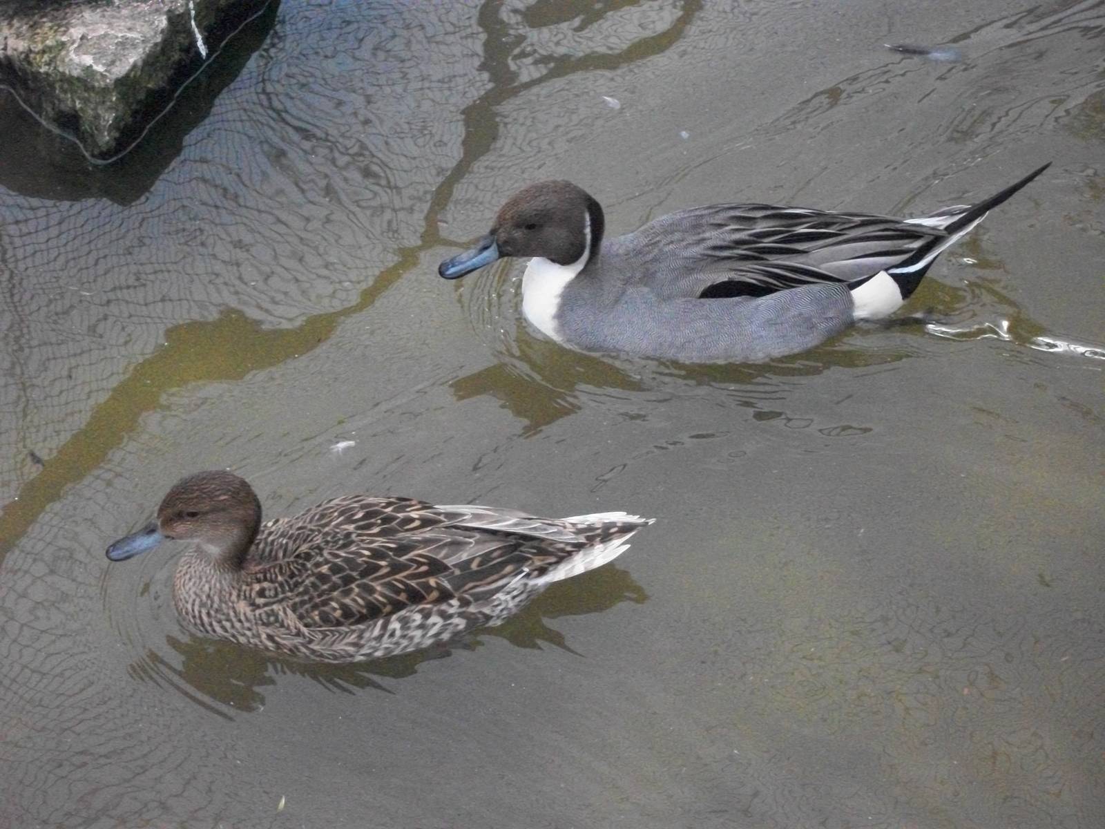 Northern Pintails, 13th April 2014
