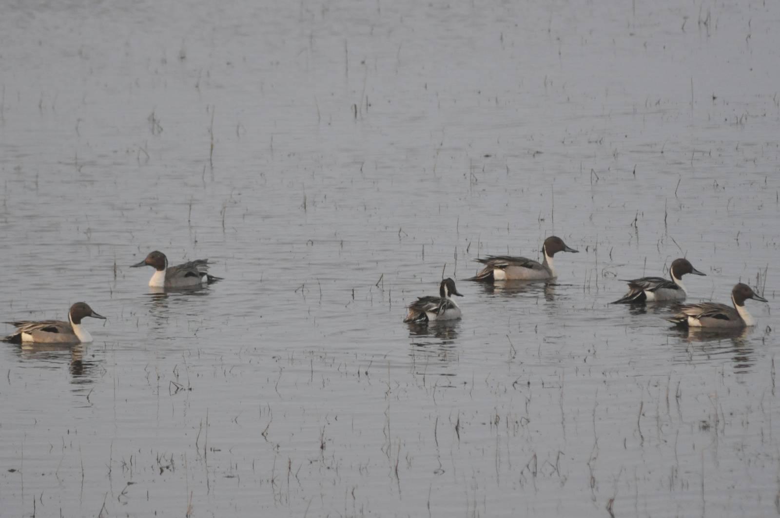 Northern Pintails - Alaska