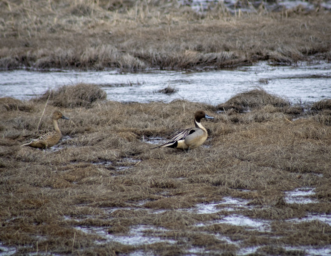 Northern Pintails - Alaska