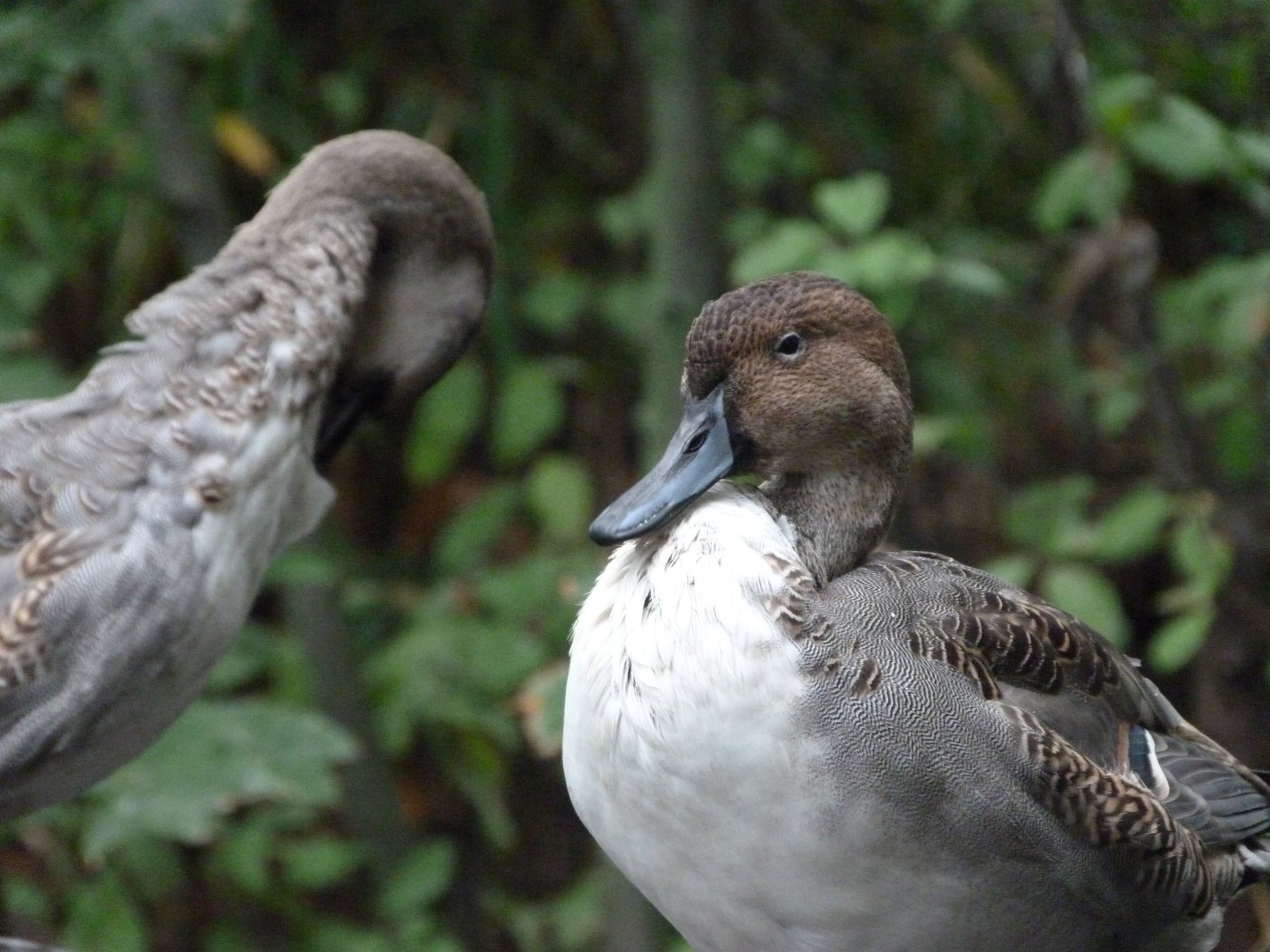 Northern pintails -Zoologischer Garten Berlin (2024)