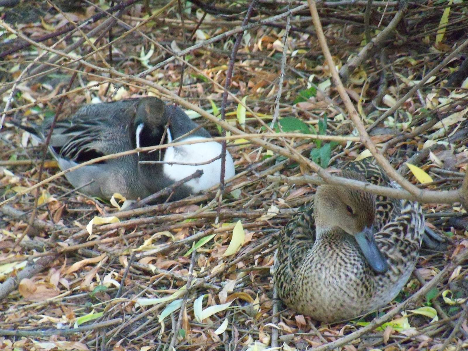 Northern Pintails