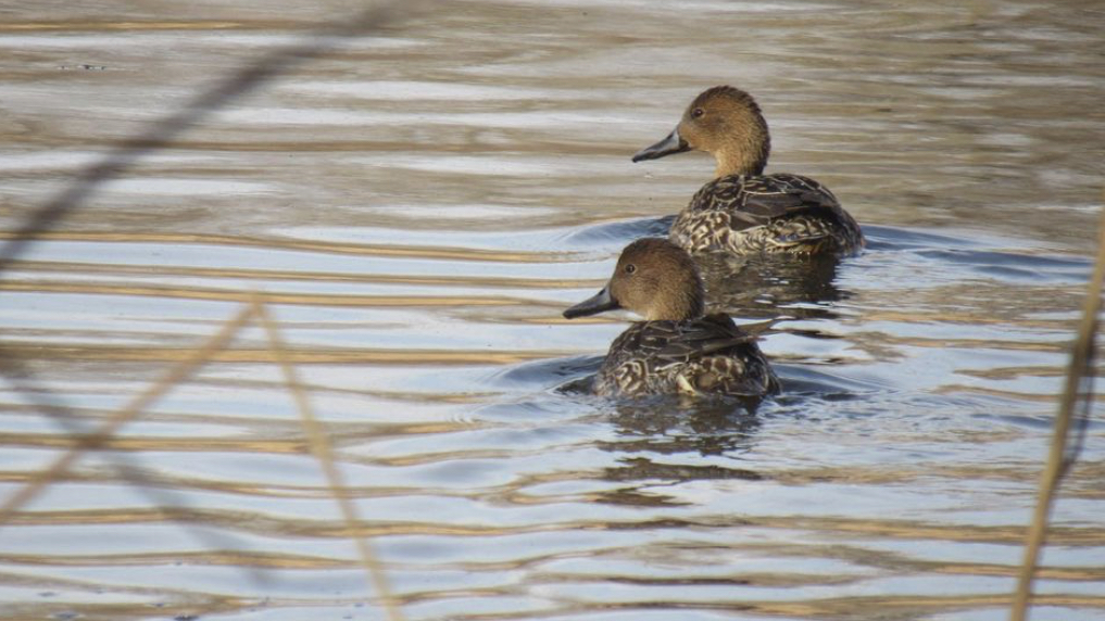 Northern pintails