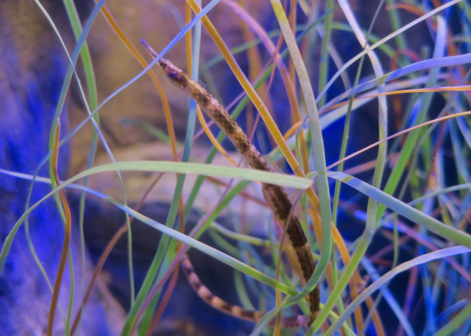 Northern Pipefish (Syngnathus fuscus)