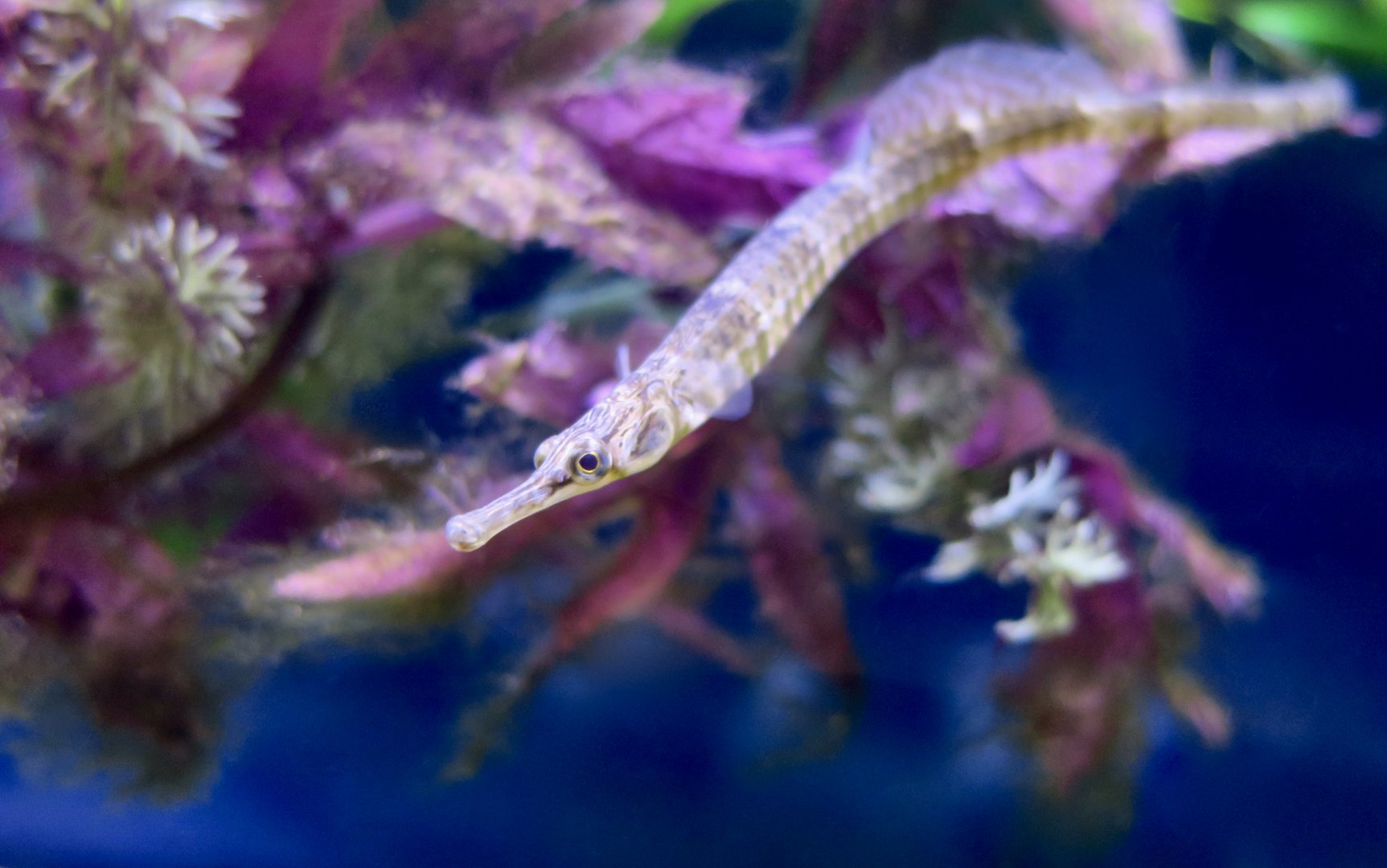 Northern Pipefish (Syngnathus fuscus)