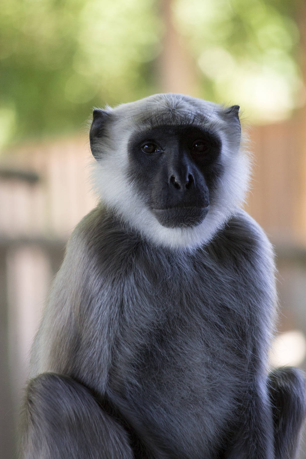 Northern plains gray langur, 8/10/14
