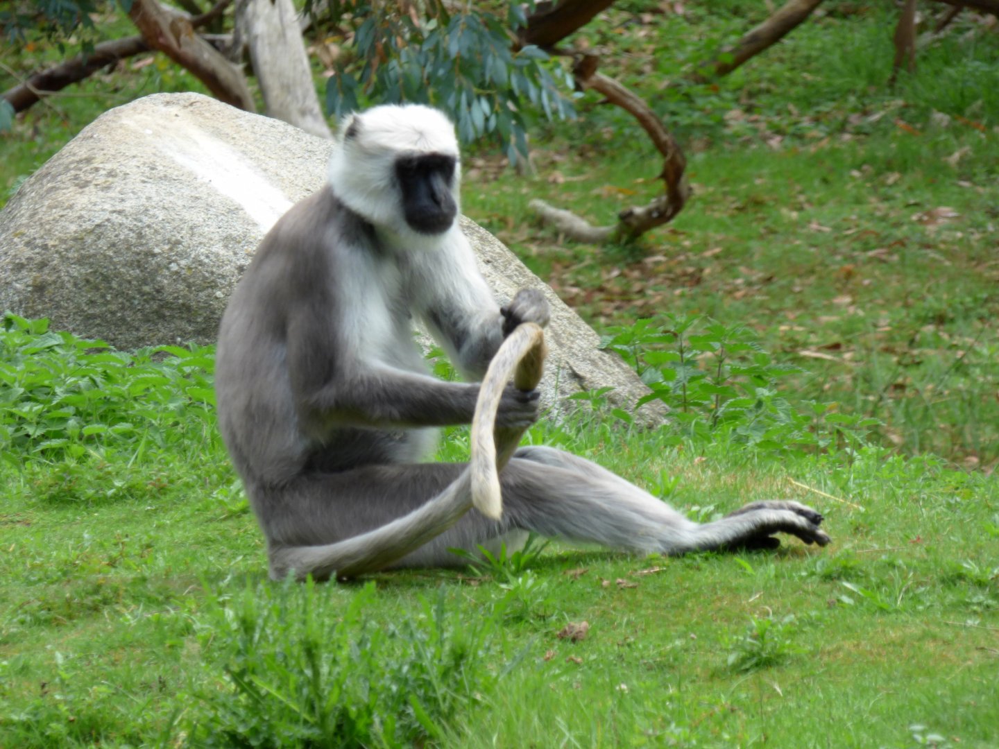 Northern plains gray langur (Semnopithecus entellus)