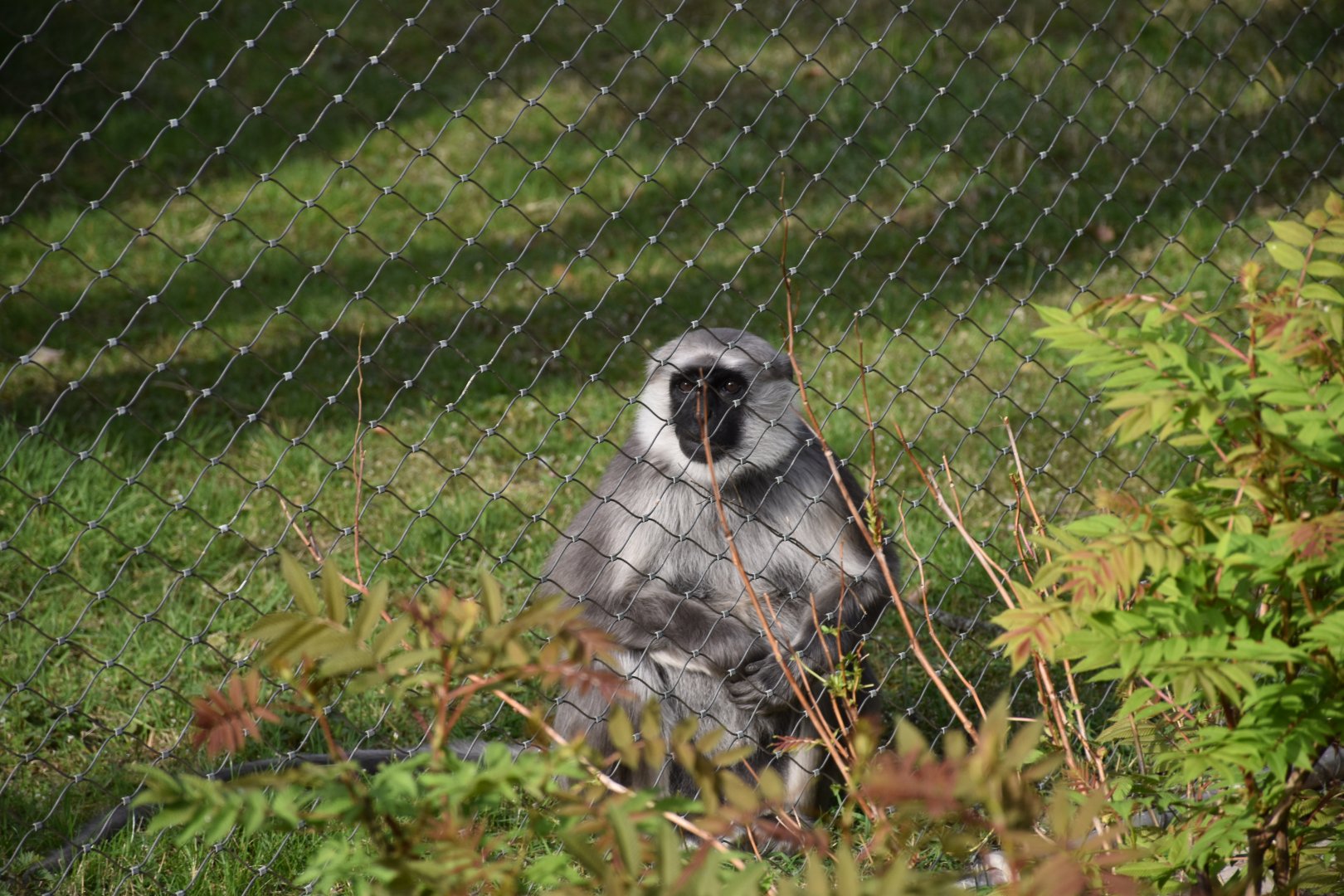 Northern plains gray langur