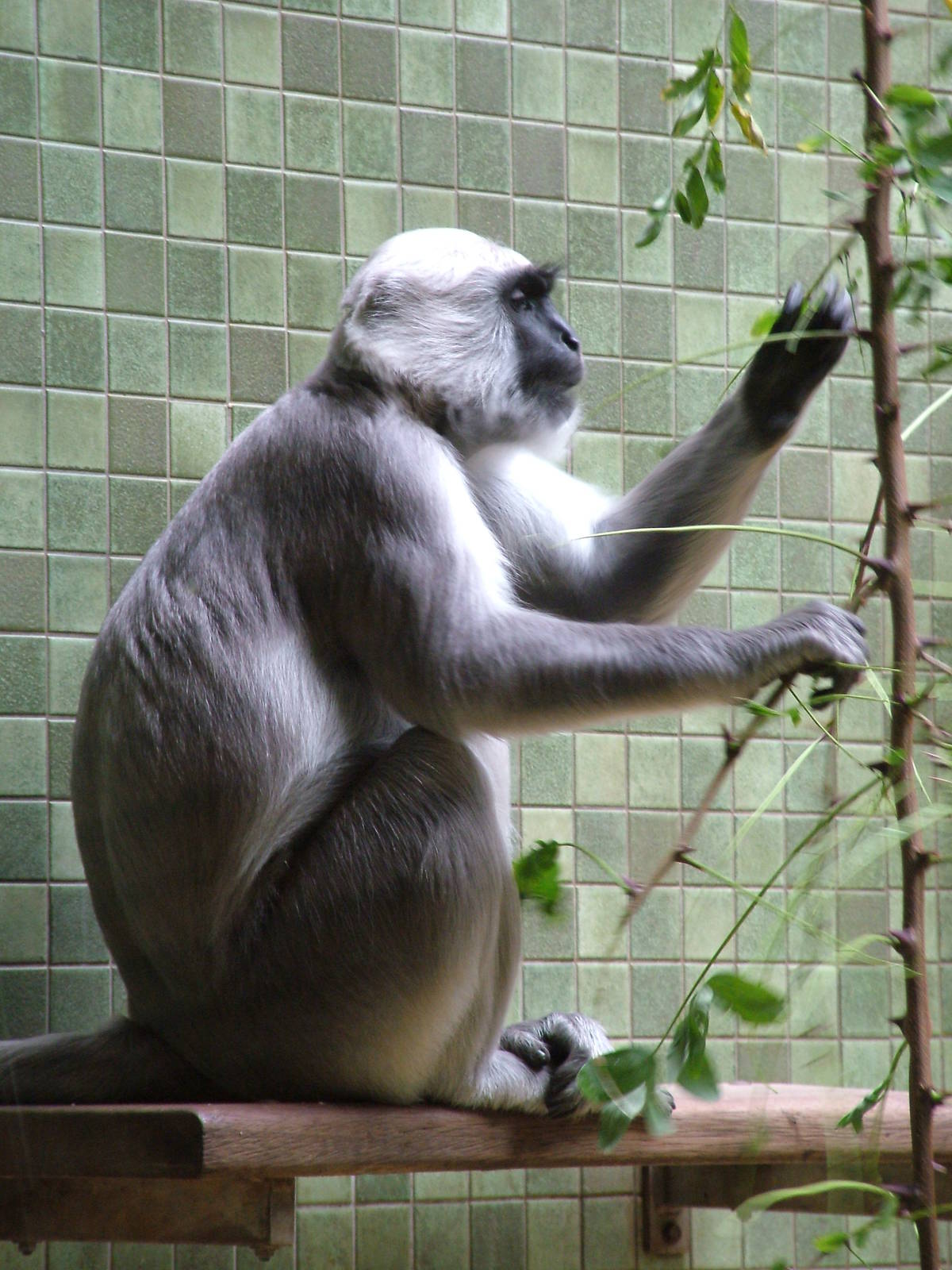 Northern Plains Grey Langur at Berlin Zoo, 31/08/11