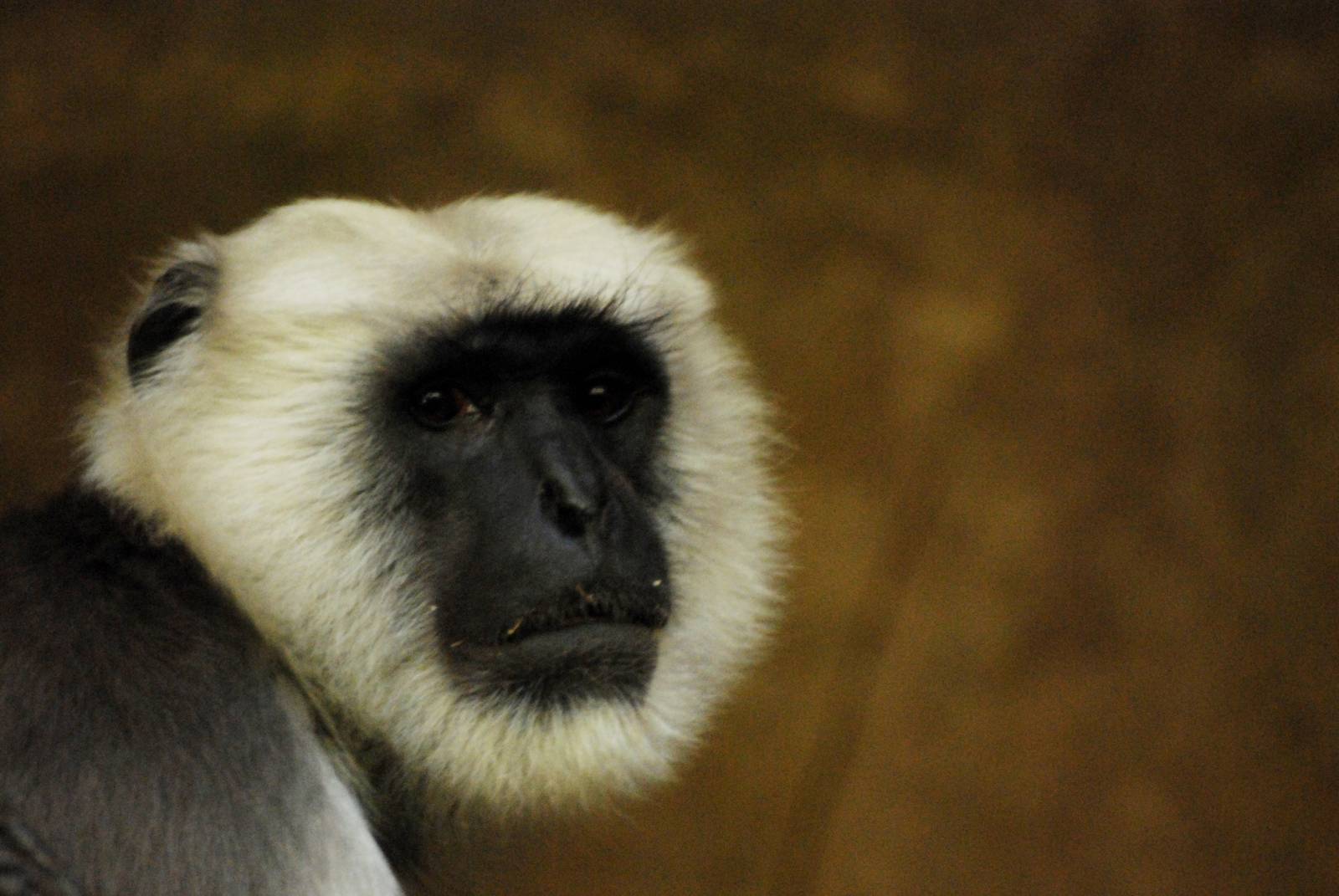 Northern Plains Grey Langur at Hannover, 23/03/13