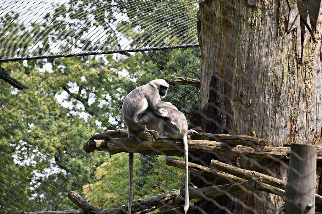 Northern Plains Grey Langur