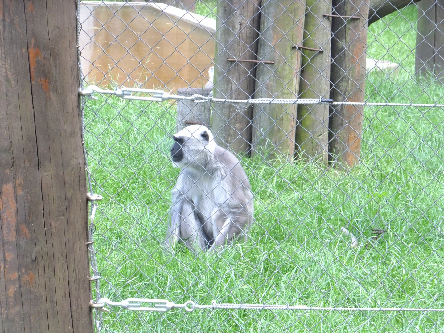 Northern Plains grey langur