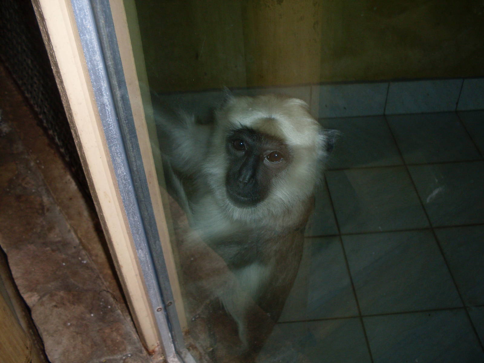 Northern plains grey langur