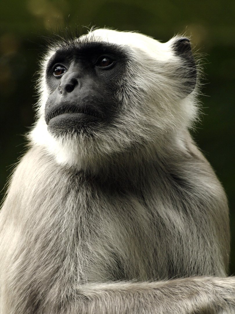 Northern plains langur