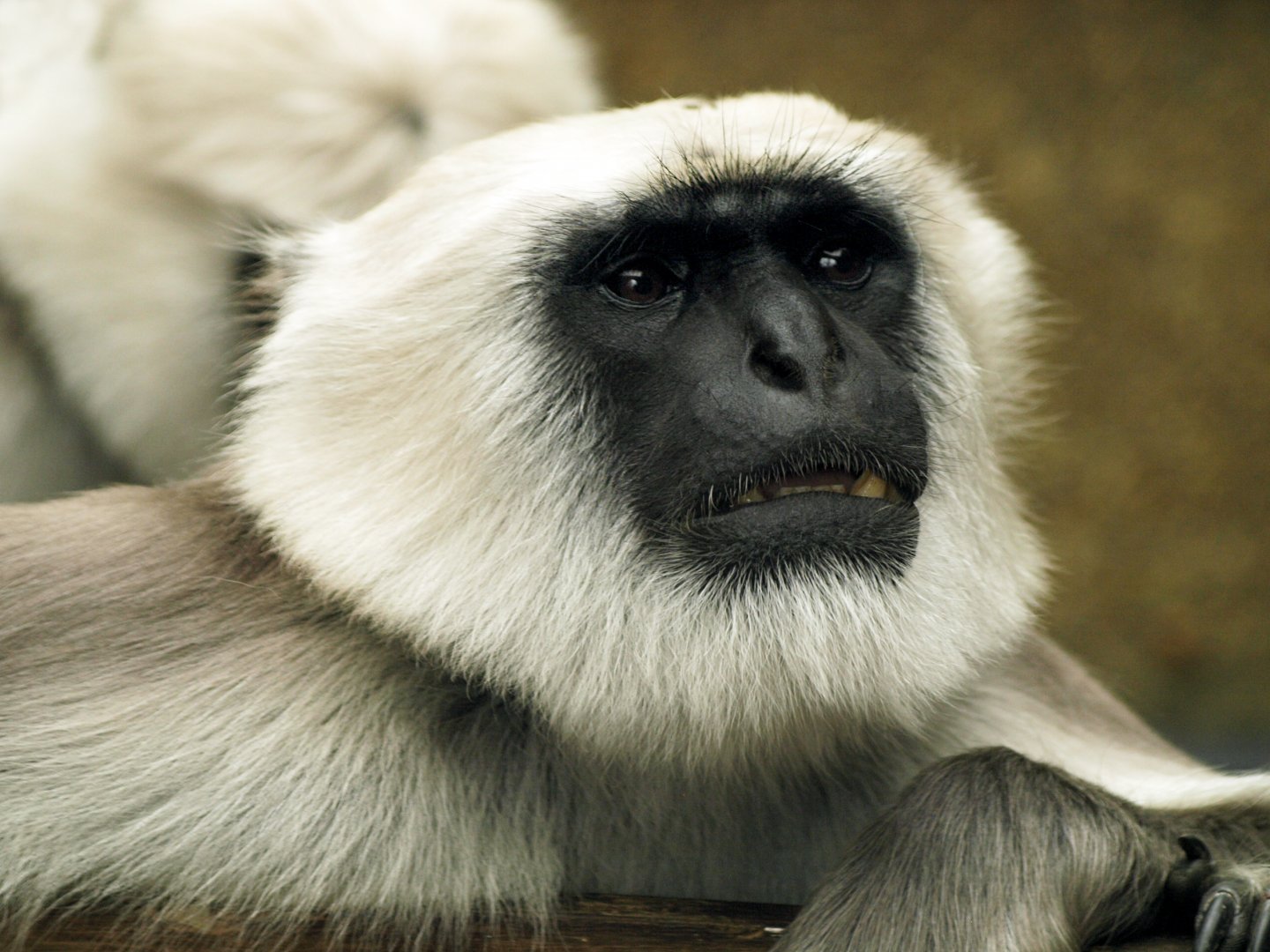Northern plains langur