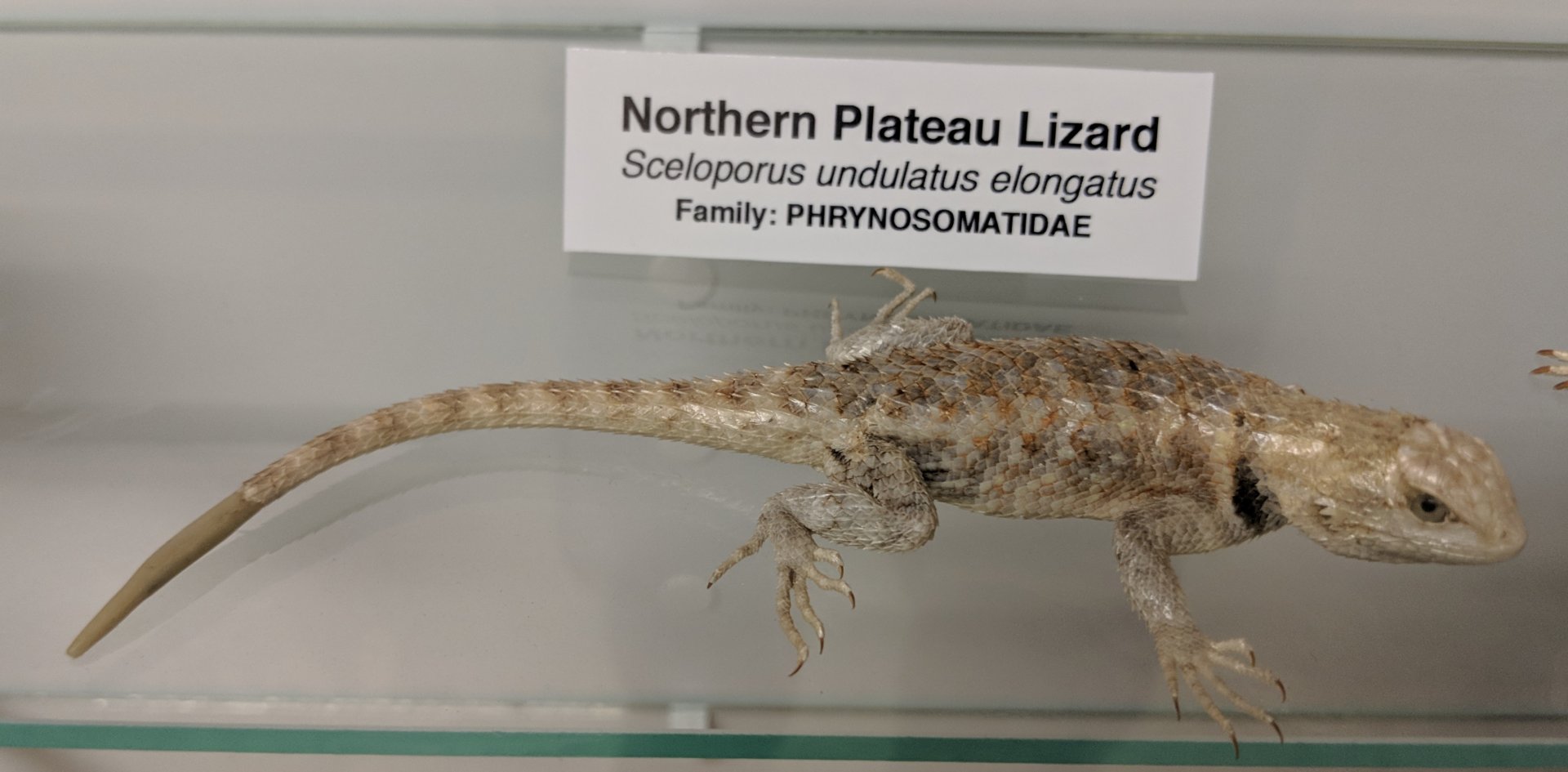 Northern plateau lizard (Sceloporus undulatus elongatus)
