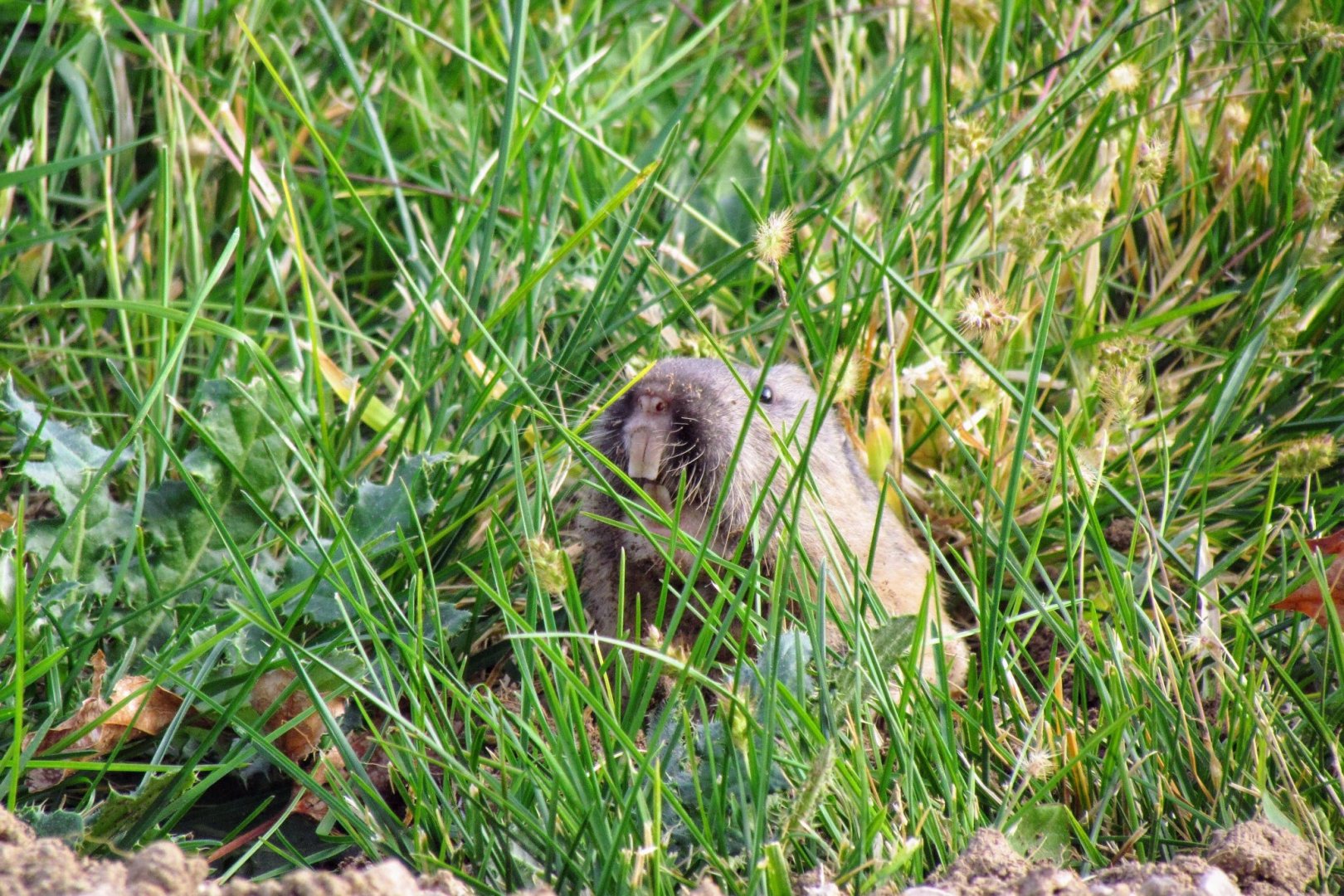 Northern Pocket Gopher