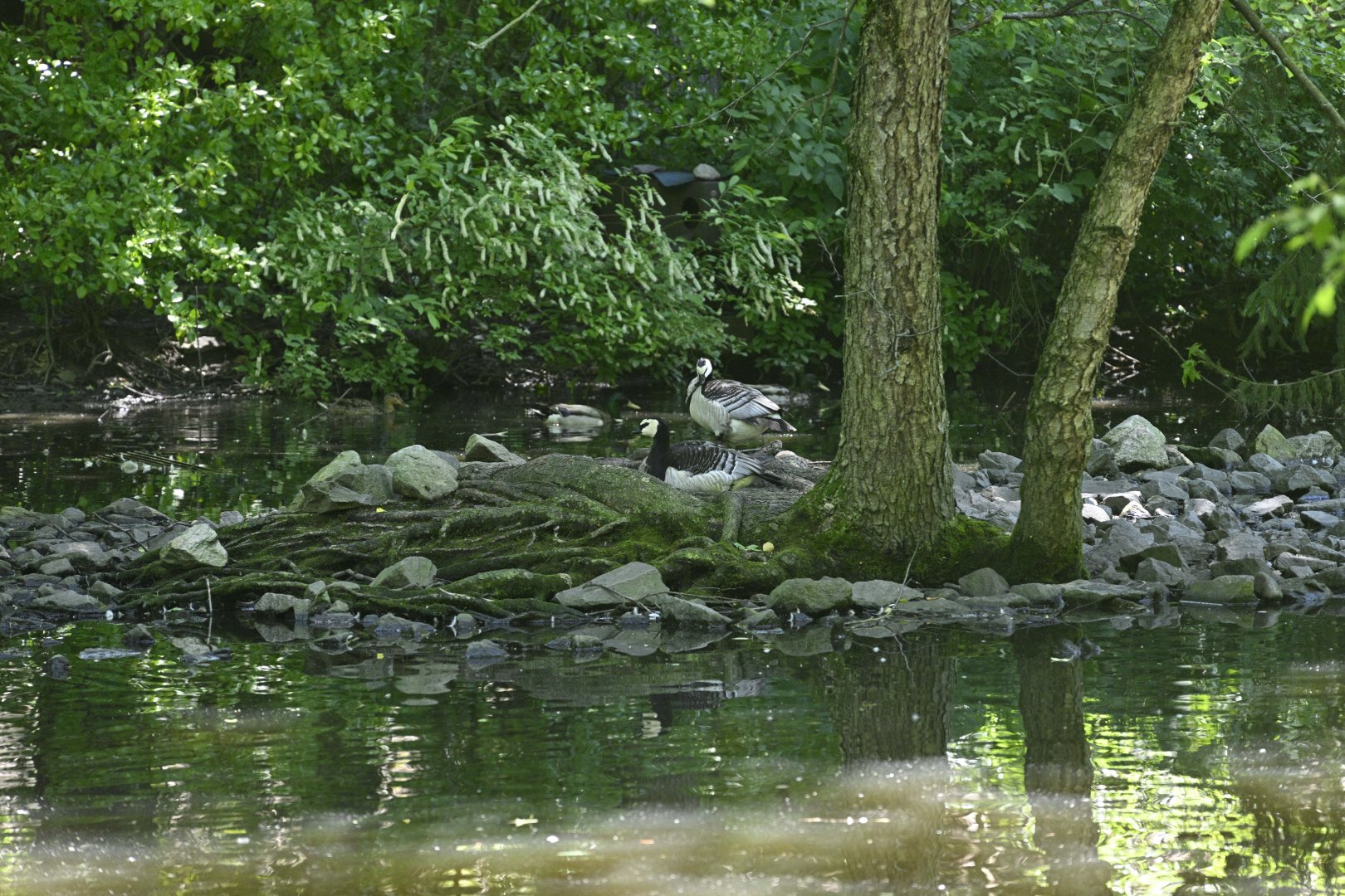 Northern Ponds - Barnacle Geese (Branta leucopsis)