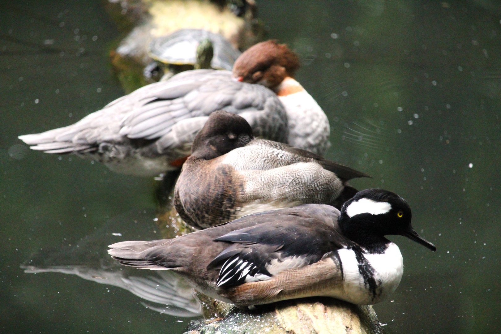 Northern Ponds - Hooded Mergansers and Lesser Scaup