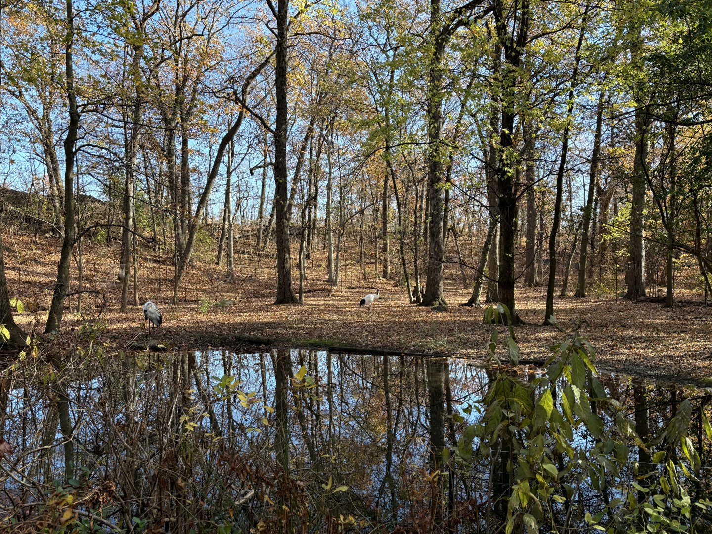Northern Ponds- Red-crowned Crane Exhibit