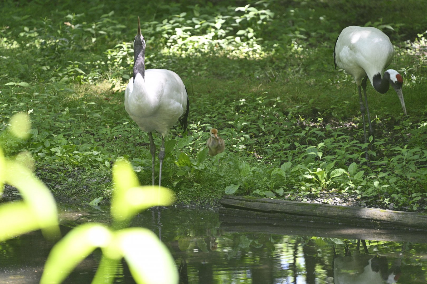 Northern Ponds - Red-crowned Crane (Grus japonensis) Parents and Chick