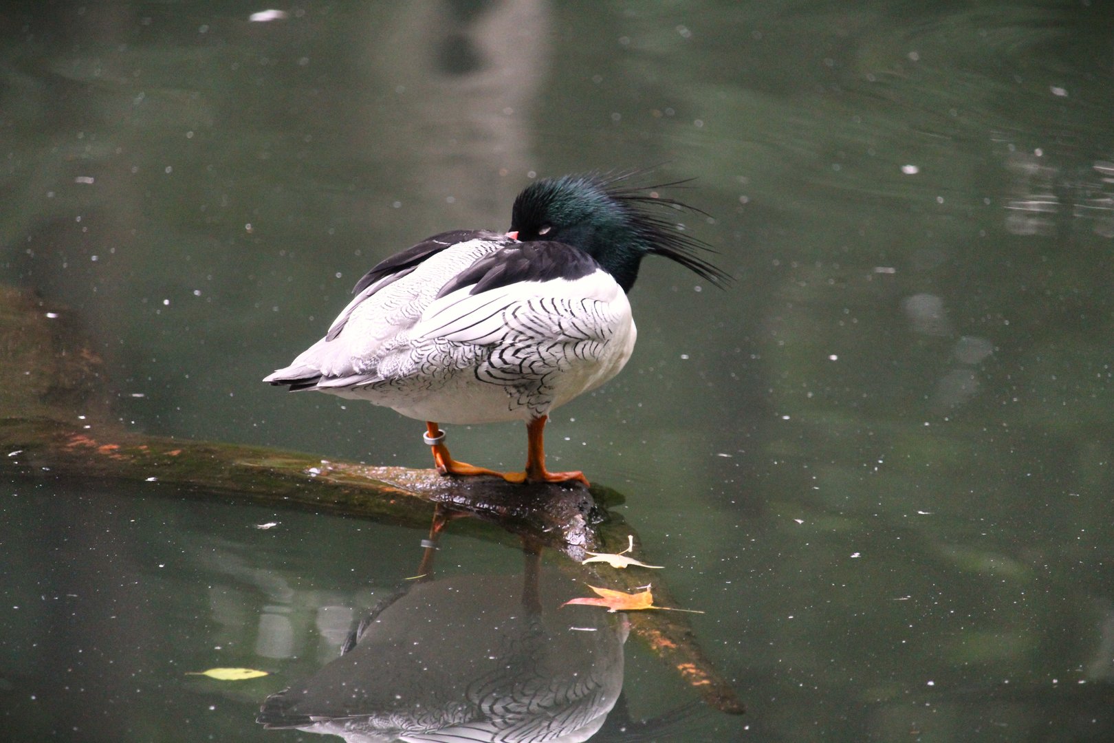 Northern Ponds - Scaly-sided Merganser
