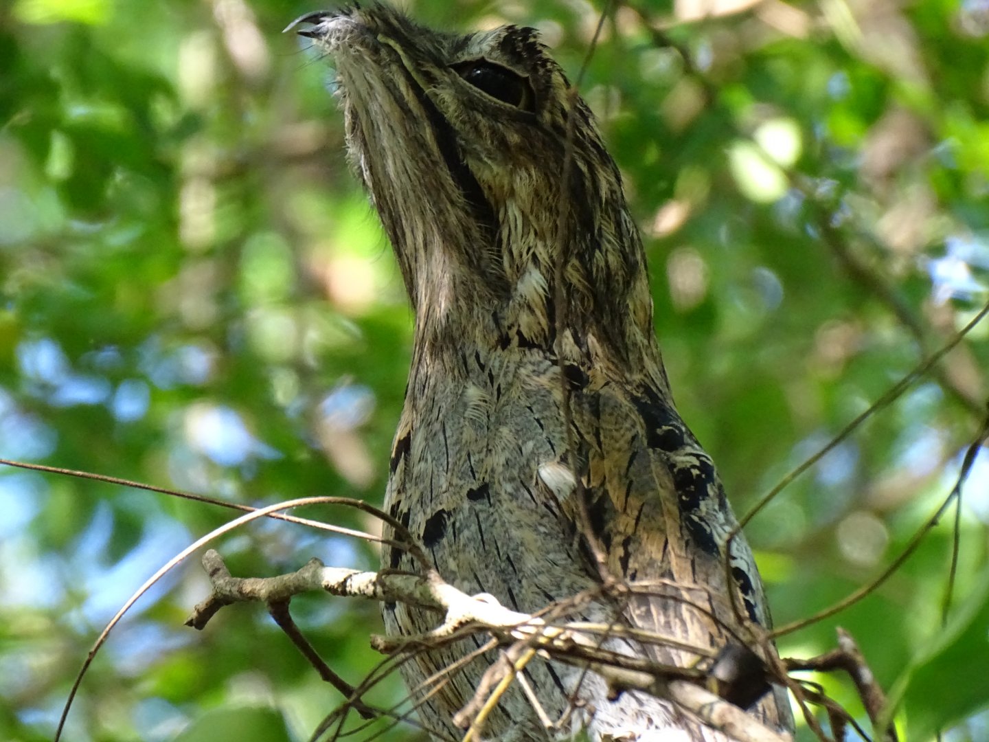 Northern potoo (Nyctibius jamaicensis) Wild in Jamaica