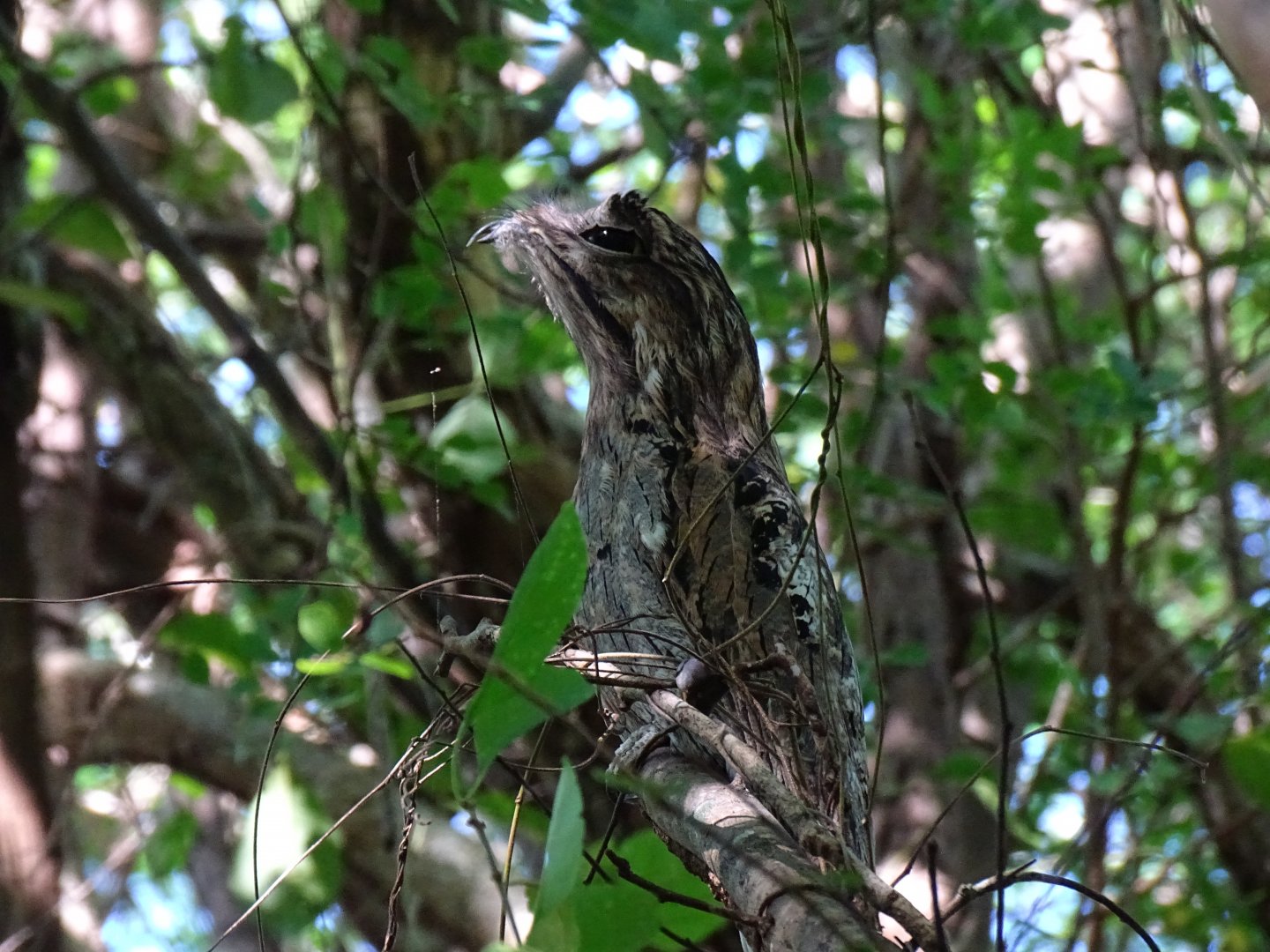 Northern potoo (Nyctibius jamaicensis) Wild in Jamaica