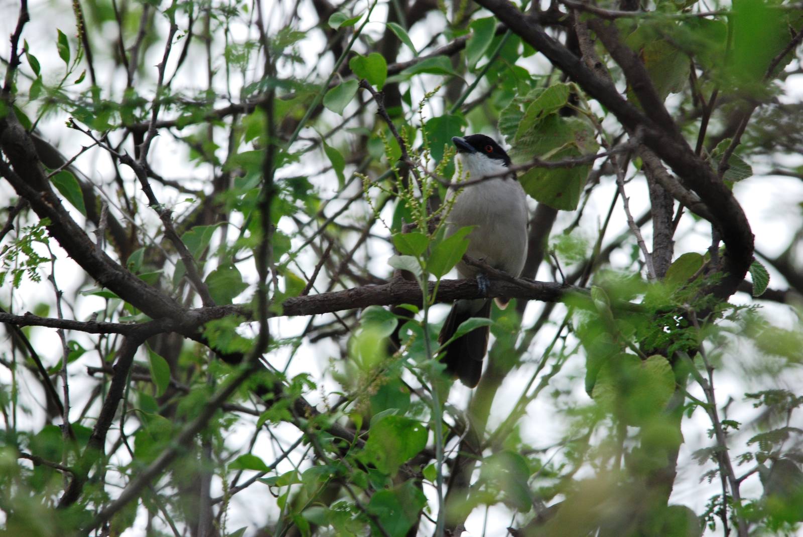 Northern Puffback in Awash NP, 12/10/14