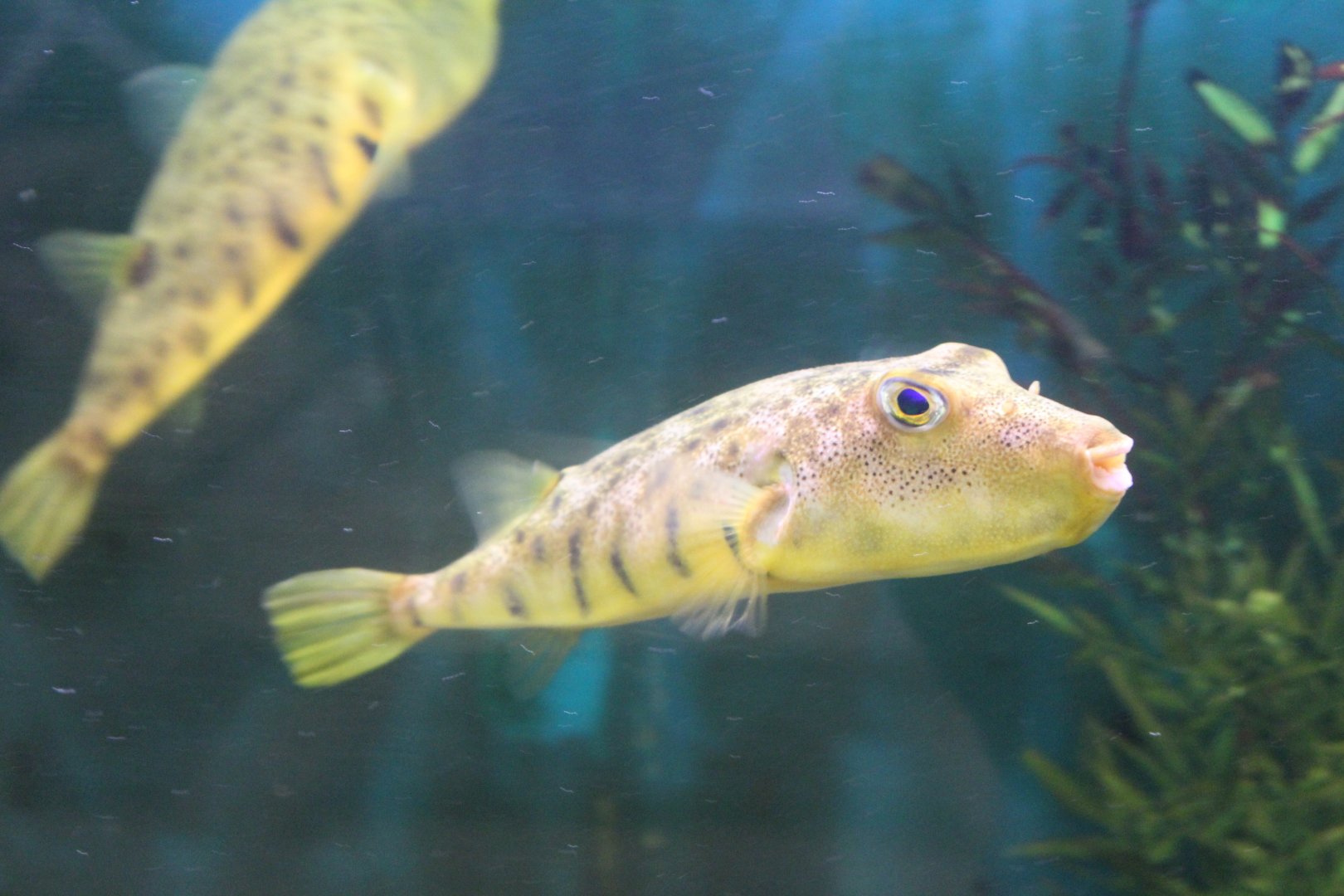 Northern Puffer