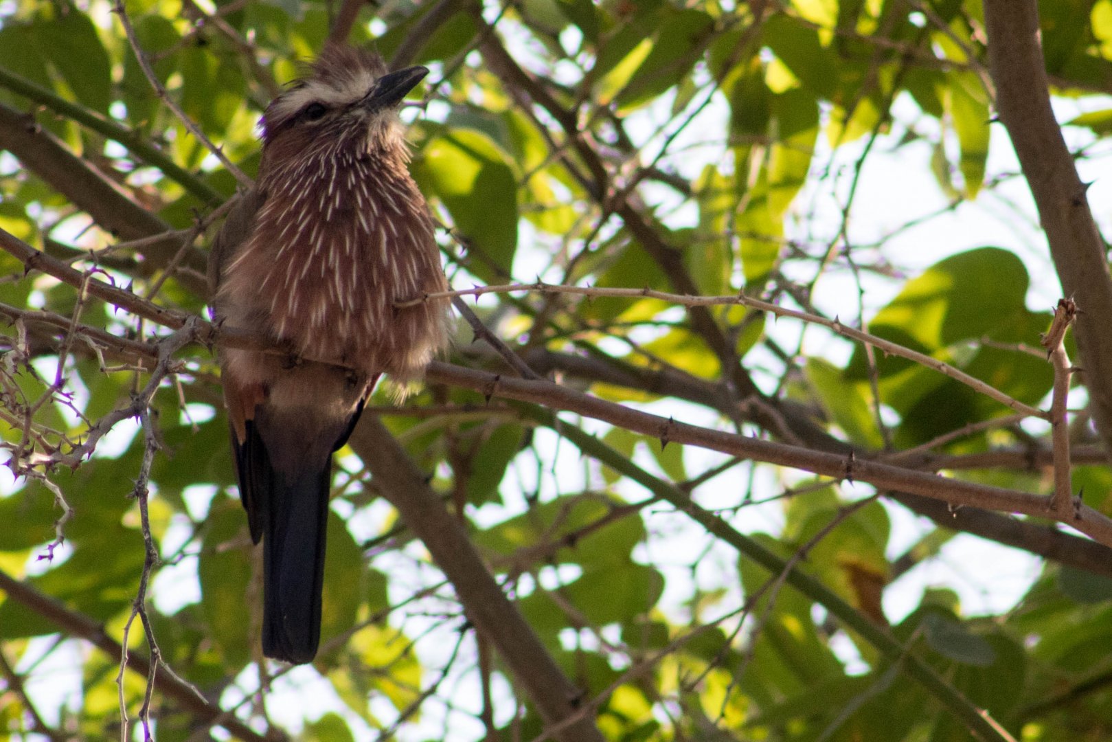 Northern purple roller