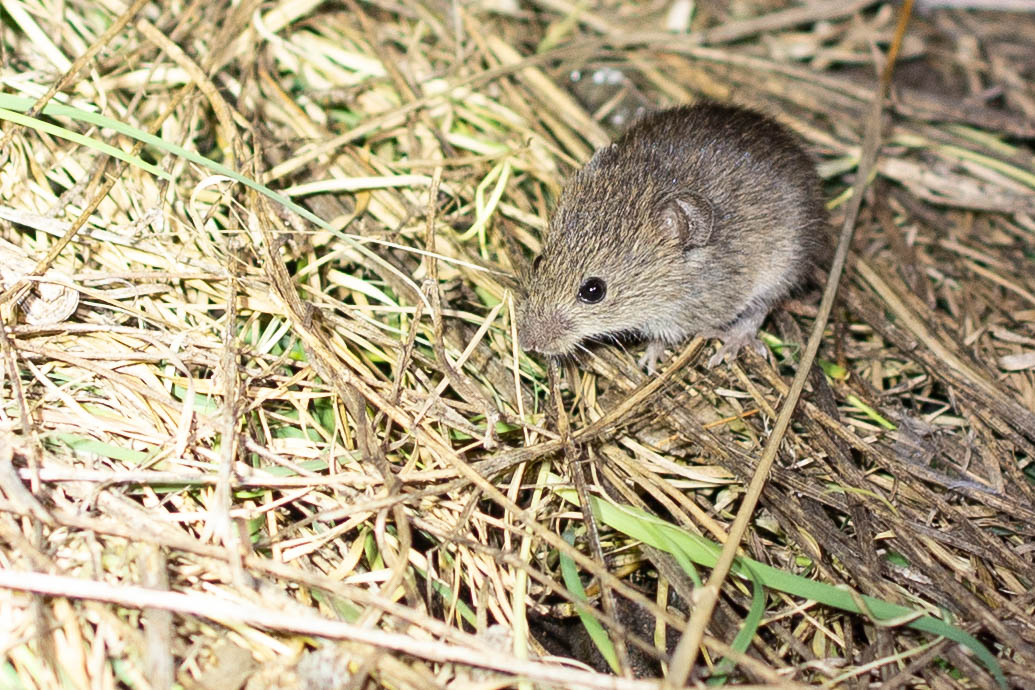 Northern Pygmy Mouse- Baiomys taylori