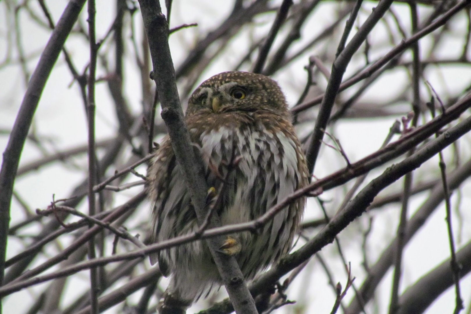 Northern Pygmy Owl