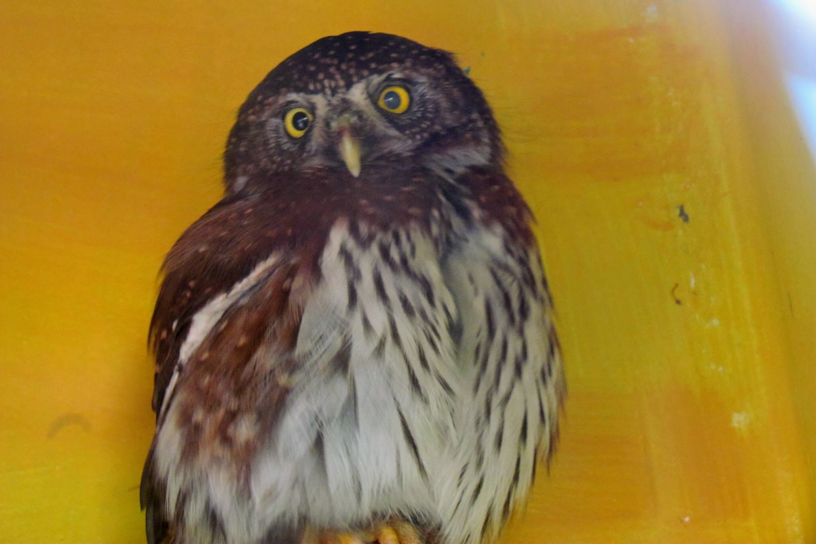 Northern Pygmy Owl