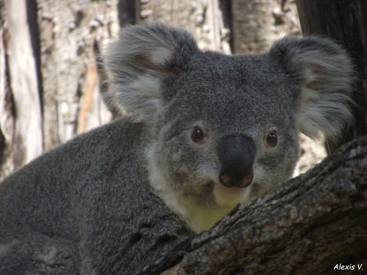 Northern (Queensland) KOala - Zooparc de Beauval - 06/2023