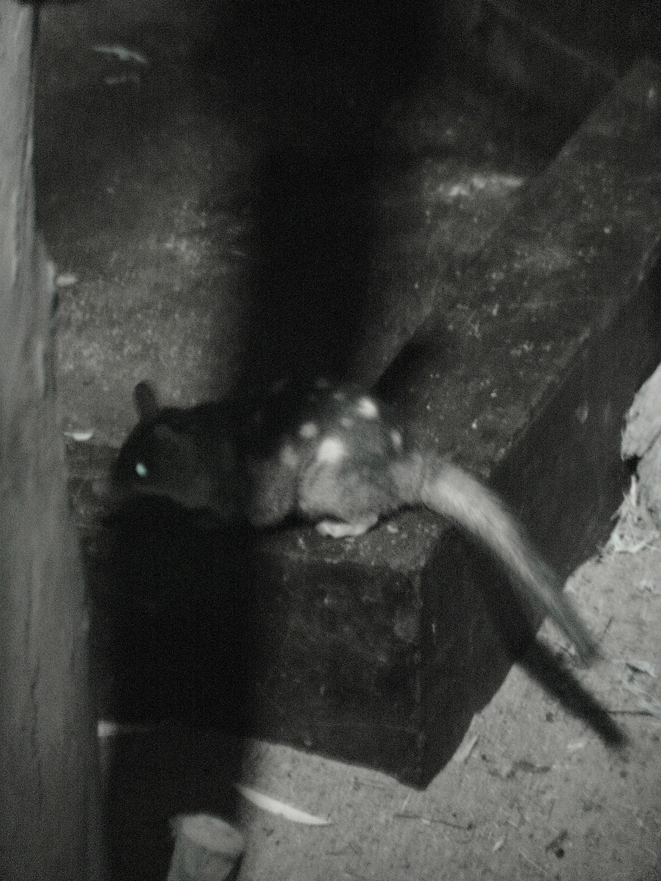 Northern Quoll (Dasyurus hallucatus)