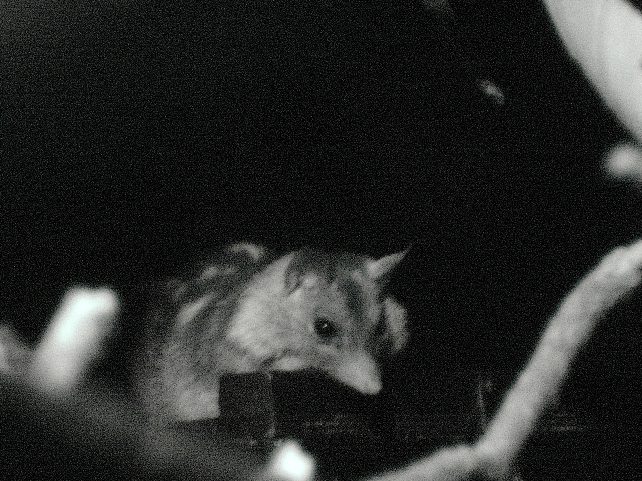 Northern Quoll (Dasyurus hallucatus)