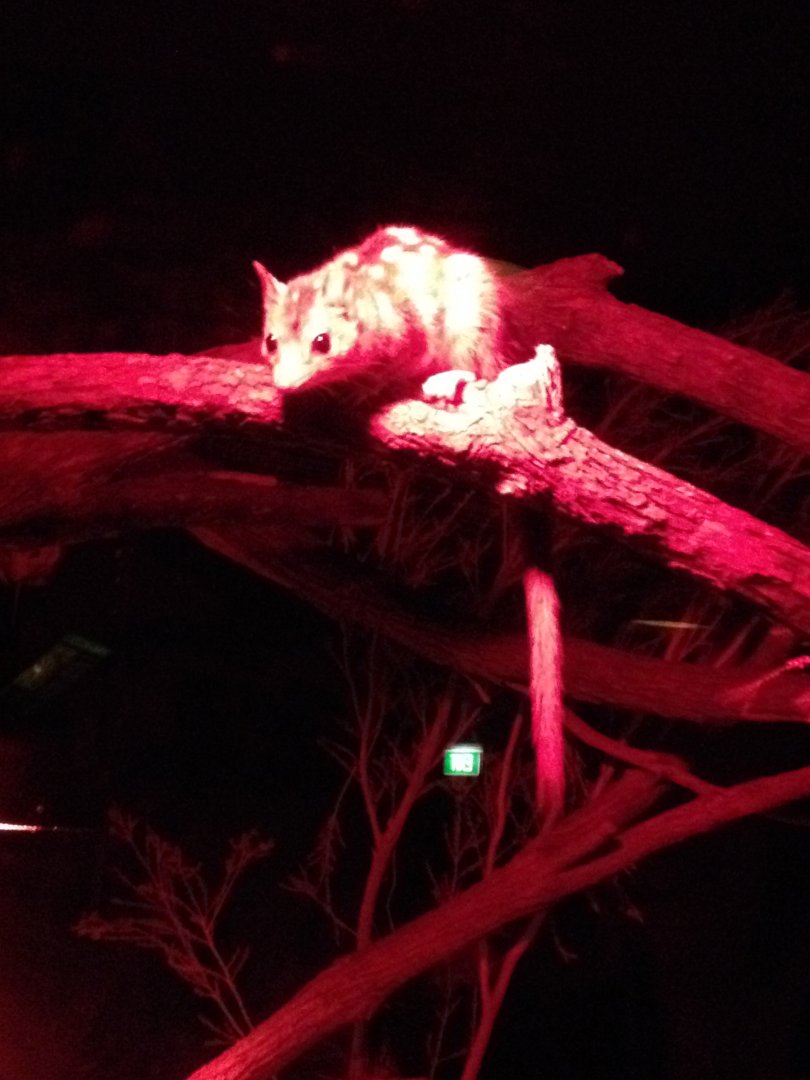 Northern Quoll (Dasyurus hallucatus)