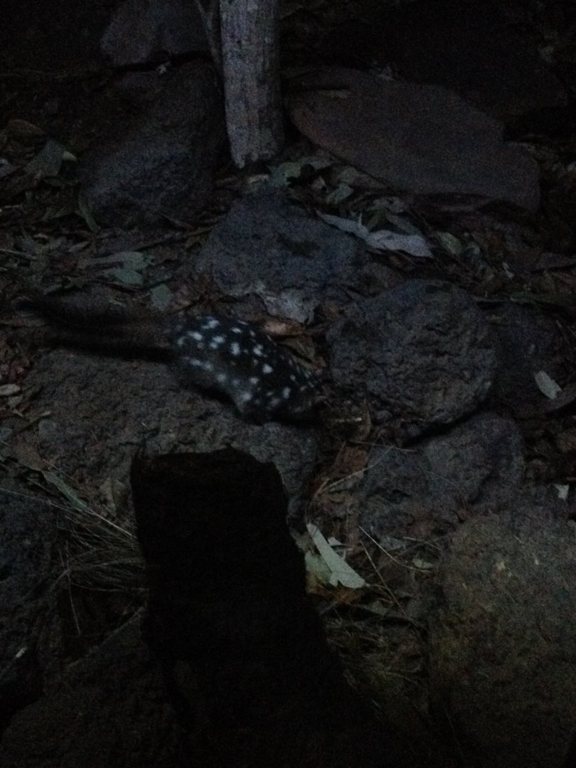 Northern Quoll (Dasyurus hallucatus)