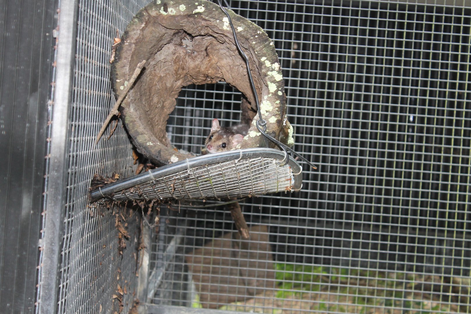 Northern Quoll (Dasyurus hallucatus)